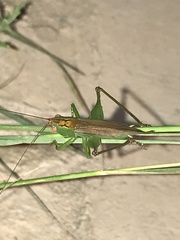 Orchelimum silvaticum