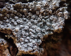 Pertusaria subambigens