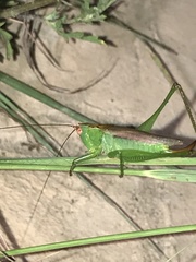 Orchelimum silvaticum