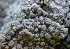 Pertusaria subambigens