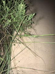 Orchelimum silvaticum