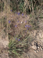 Delphinium consolida paniculatum