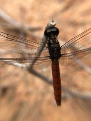Lyriothemis cleis