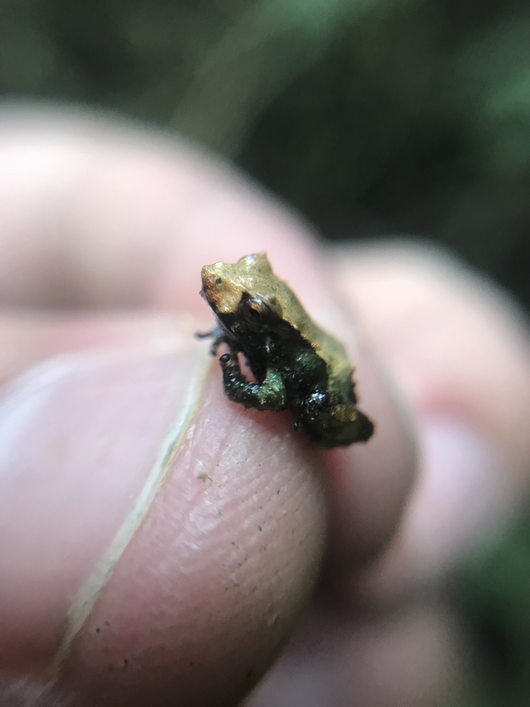 Pristimantis uisae in September 2021 by Nicolás Baresch Uribe · iNaturalist