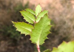 Gonocarpus urceolatus