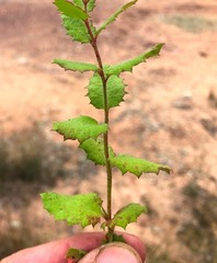 Gonocarpus urceolatus