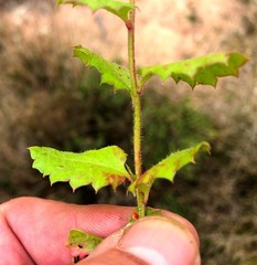 Gonocarpus urceolatus