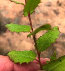 Gonocarpus urceolatus