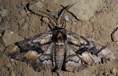 Phaeoura mexicanaria