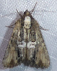 Bryolymnia semifascia