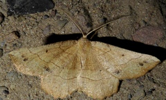 Euchlaena johnsonaria