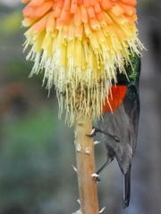 Kniphofia rooperi