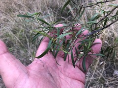 Eremophila mitchellii