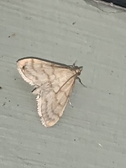 Paracorsia repandalis