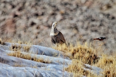 Tetraogallus himalayensis