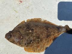 Citharichthys sordidus