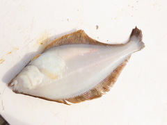 Citharichthys sordidus