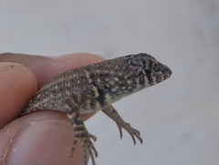 Sceloporus pyrocephalus