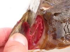 Citharichthys sordidus