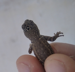 Sceloporus pyrocephalus