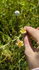 Centranthera cochinchinensis