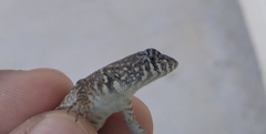 Sceloporus pyrocephalus