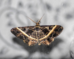 Harutalcis