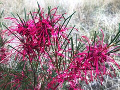 Hakea purpurea