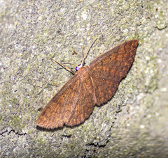 Discoglypha hampsoni