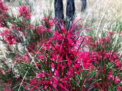 Hakea purpurea