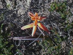 Lachenalia bulbifera
