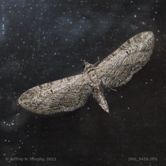 Eupithecia interruptofasciata