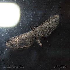 Eupithecia interruptofasciata