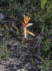 Lachenalia bulbifera