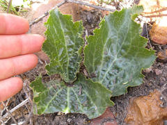 Lichtensteinia latifolia