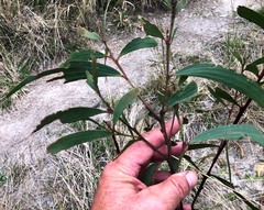 Acacia crassa