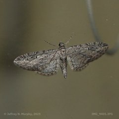 Eupithecia interruptofasciata
