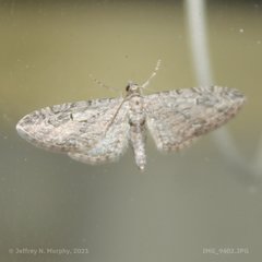 Eupithecia interruptofasciata