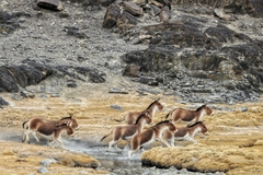 Equus kiang