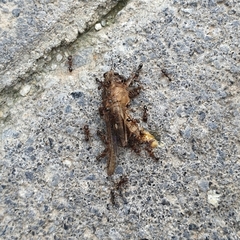 Tetramorium tsushimae