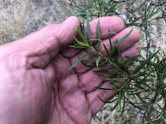 Eremophila mitchellii
