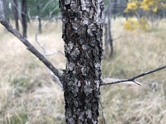 Eremophila mitchellii
