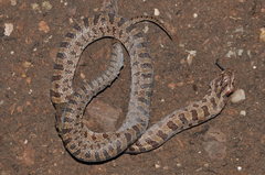 Lampropeltis calligaster