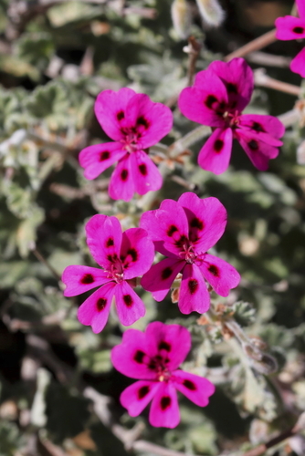 Image of Pelargonium magenteum by (c) Karen Eichholz, some rights reserved (CC BY)