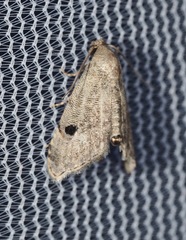 Abablemma brimleyana