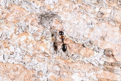 Camponotus bishamon