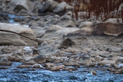 Ibidorhyncha struthersii