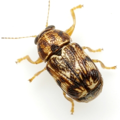 Pachybrachis brevicornis