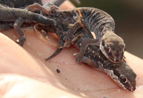 Ocellated Gecko
