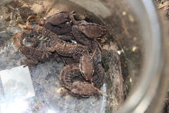 Pachydactylus geitje